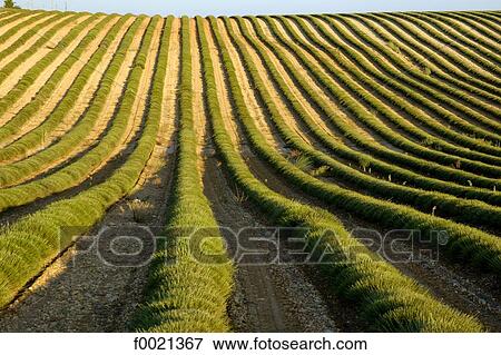 Stock Photo - France, Provence, Valensole Plateau, lavender field after the crop. Fotosearch