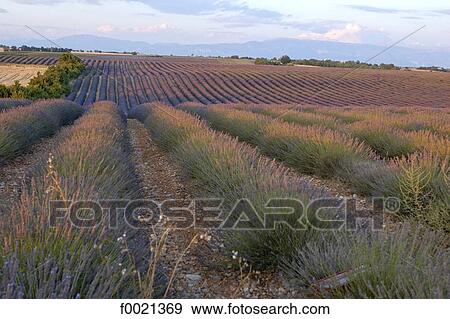 France, Provence, Valensole Plateau, lavender field View Large Photo Image Stock Photo - France, Provence, Valensole Plateau, lavender field. Fotosearch
