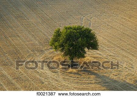 France, Provence, Valensole Plateau, tree in a wheat field, aerial view View Large Photo Image Stock Photo - France, Provence, Valensole Plateau, tree in a wheat field, aerial view. Fotosearch