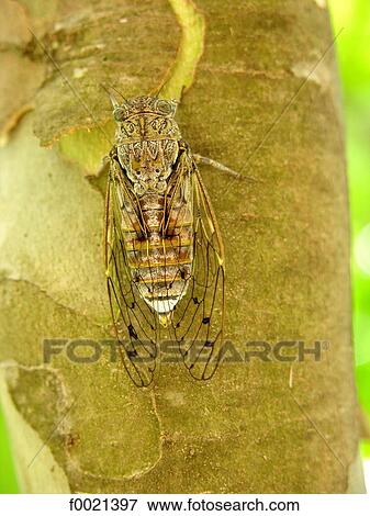 France, Provence, Valensole Plateau, cicada close up View Large Photo Image Stock Photo - France, Provence, Valensole Plateau, cicada close up. Fotosearch