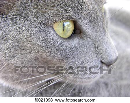France, Provence, Valensole Plateau, grey cat View Large Photo Image Stock Photo - France, Provence, Valensole Plateau, grey cat. Fotosearch