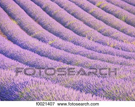 Stock Photo - France, Provence, Valensole Plateau, lavender field. Fotosearch