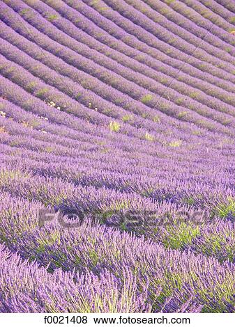France, Provence, Valensole Plateau, lavender field View Large Photo Image Stock Photo - France, Provence, Valensole Plateau, lavender field. Fotosearch