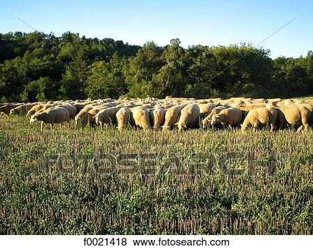 Stock Photo - France, Provence, Valensole Plateau, herd of sheep. Fotosearch