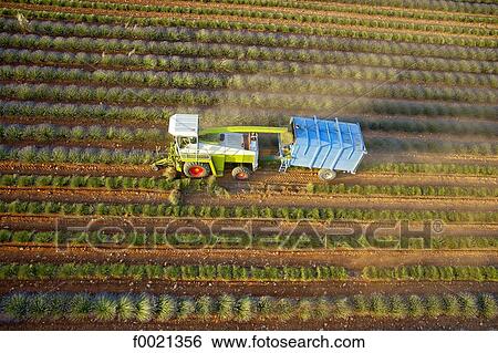 France, Provence, Valensole Plateau, lavender crop, aerial view View Large Photo Image Stock Photograph - France, Provence, Valensole Plateau, lavender crop, aerial view. Fotosearch