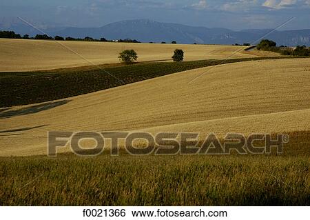 Stock Photograph - France, Provence, Valensole Plateau, wheat field. Fotosearch