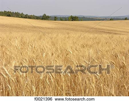 France, Provence, Valensole Plateau, wheat field View Large Photo Image Stock Photograph - France, Provence, Valensole Plateau, wheat field. Fotosearch