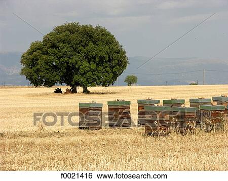 Stock Photograph - France, Provence, Valensole Plateau, hives. Fotosearch