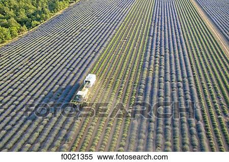 France, Provence, Valensole Plateau, lavender crop, aerial view View Large Photo Image Stock Photography - France, Provence, Valensole Plateau, lavender crop, aerial view. Fotosearch