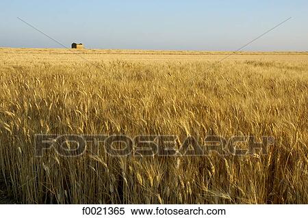 France, Provence, Valensole Plateau, wheat field View Large Photo Image Stock Photography - France, Provence, Valensole Plateau, wheat field. Fotosearch