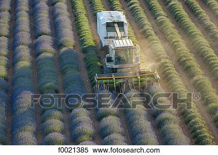 France, Provence, Valensole Plateau, lavender crop, aerial view View Large Photo Image Stock Photography - France, Provence, Valensole Plateau, lavender crop, aerial view. Fotosearch