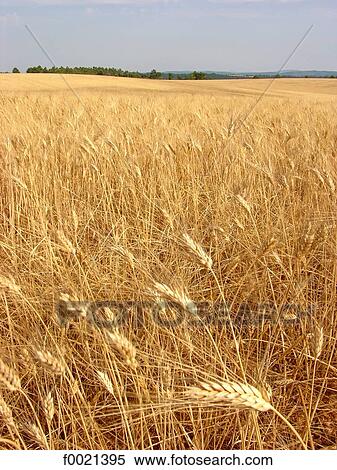 France, Provence, Valensole Plateau, wheat field View Large Photo Image Stock Photography - France, Provence, Valensole Plateau, wheat field. Fotosearch