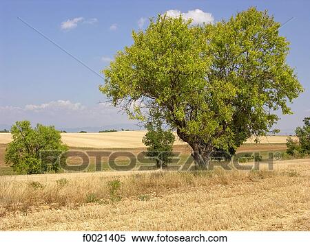 France, Provence, Valensole Plateau, country landscape View Large Photo Image Stock Photography - France, Provence, Valensole Plateau, country landscape. Fotosearch
