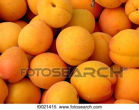Stock Photography - France, Provence, Valensole Plateau, apricots. Fotosearch
