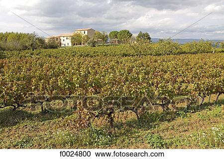 France, Provence, vineyard in Luberon View Large Photo Image Stock Image - France, Provence, vineyard in Luberon. Fotosearch