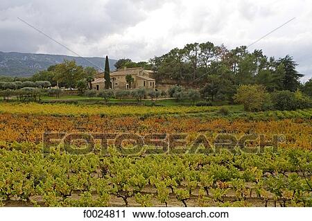 France, Provence, vineyard in Luberon View Large Photo Image Stock Image - France, Provence, vineyard in Luberon. Fotosearch