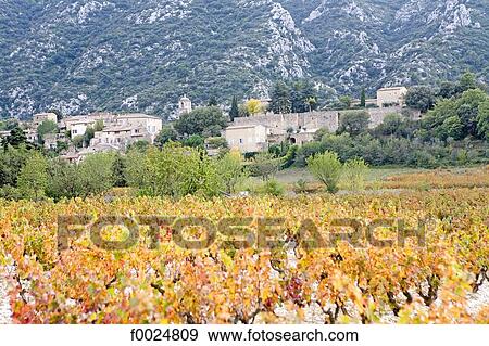 France, Provence, vineyard in Luberon View Large Photo Image Stock Photo - France, Provence, vineyard in Luberon. Fotosearch