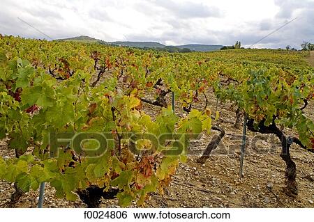 France, Provence, vineyard in Luberon View Large Photo Image Stock Photograph - France, Provence, vineyard in Luberon. Fotosearch