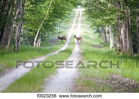Stock Photograph - France, Touraine, Chambord, national hunting reserve, deers. Fotosearch