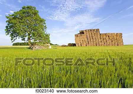 France, Touraine, country landscape View Large Photo Image Stock Image - France, Touraine, country landscape. Fotosearch