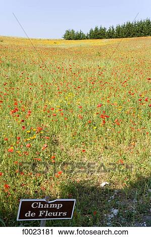 France, Touraine, country landscape, field of flowers View Large Photo Image Stock Image - France, Touraine, country landscape, field of flowers. Fotosearch