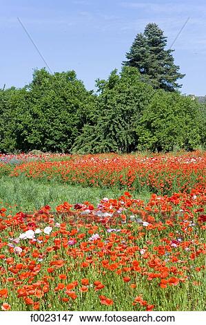 Stock Photo - France, Touraine, country landscape, field of flowers. Fotosearch