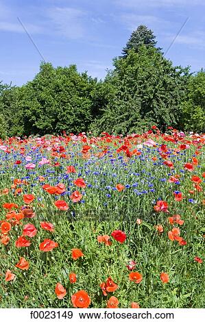 France, Touraine, country landscape, field of flowers View Large Photo Image Stock Photo - France, Touraine, country landscape, field of flowers. Fotosearch