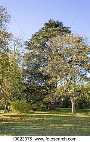 Stock Photography - France, Touraine, La Celle-Guenand, planted with trees park. Fotosearch