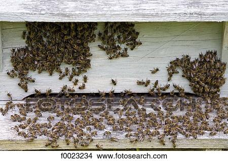 France, Touraine, Lémeré, Rivau castle gardens, hive View Large Photo Image Picture - France, Touraine, Lémeré, Rivau castle gardens, hive. Fotosearch
