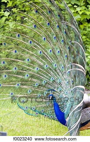 Stock Image - France, Touraine, Lémeré, Rivau castle gardens, peacock displaying. Fotosearch