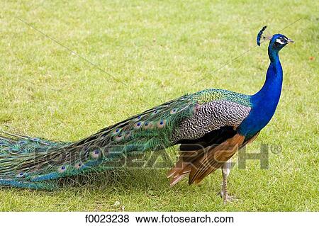 France, Touraine, Lémeré, Rivau castle gardens, peacock View Large Photo Image Stock Photo - France, Touraine, Lémeré, Rivau castle gardens, peacock. Fotosearch