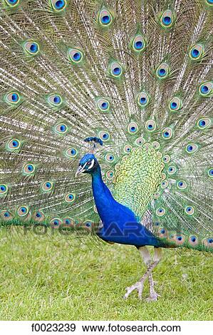 Stock Photo - France, Touraine, Lémeré, Rivau castle gardens, peacock displaying. Fotosearch