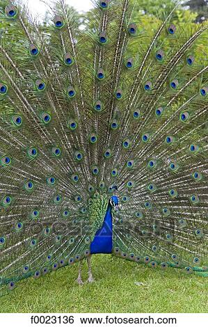 France, Touraine, Lémeré, Rivau castle gardens, peacock displaying View Large Photo Image Stock Photograph - France, Touraine, Lémeré, Rivau castle gardens, peacock displaying. Fotosearch