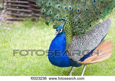 France, Touraine, Lémeré, Rivau castle gardens, peacock displaying View Large Photo Image Stock Photograph - France, Touraine, Lémeré, Rivau castle gardens, peacock displaying. Fotosearch