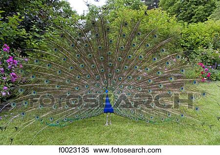 France, Touraine, Lémeré, Rivau castle gardens, peacock displaying View Large Photo Image Stock Photography - France, Touraine, Lémeré, Rivau castle gardens, peacock displaying. Fotosearch