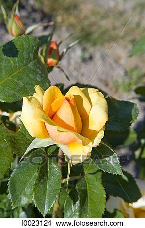 France, Touraine, Montlouis-sur-Loire, La Bourdaisière castle gardens, rose View Large Photo Image Picture - France, Touraine, Montlouis-sur-Loire, La Bourdaisière castle gardens, rose. Fotosearch