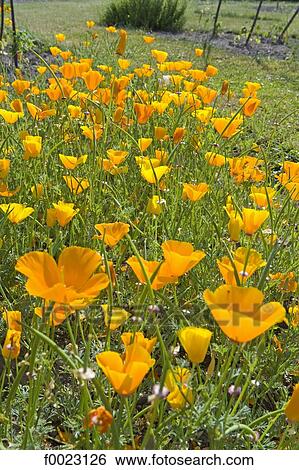 France, Touraine, Montlouis-sur-Loire, La Bourdaisière castle gardens, flowers View Large Photo Image Stock Photograph - France, Touraine, Montlouis-sur-Loire, La Bourdaisière castle gardens, flowers. Fotosearch
