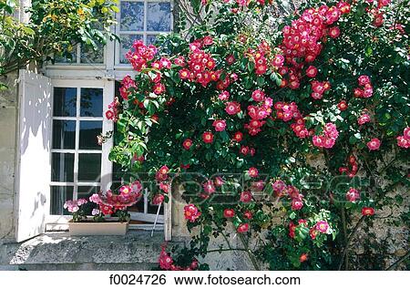 France, Touraine, rose tree View Large Photo Image Stock Photograph - France, Touraine, rose tree. Fotosearch