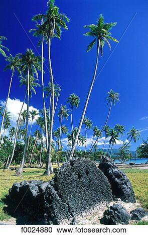 French Polynesia, Society Islands, Leeward Islands, Raiatea, palm trees View Large Photo Image Stock Image - French Polynesia, Society Islands, Leeward Islands, Raiatea, palm trees. Fotosearch