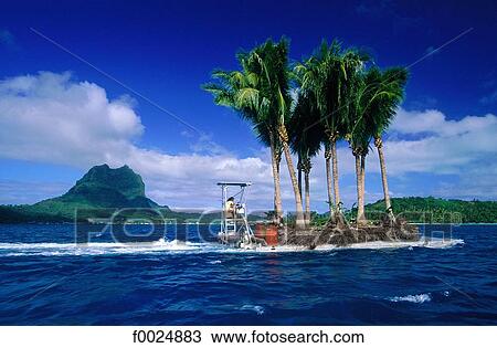 French Polynesia, Society Islands, Leeward Islands, Bora Bora, boat transporting palm trees View Large Photo Image Stock Image - French Polynesia, Society Islands, Leeward Islands, Bora Bora, boat transporting palm trees. Fotosearch