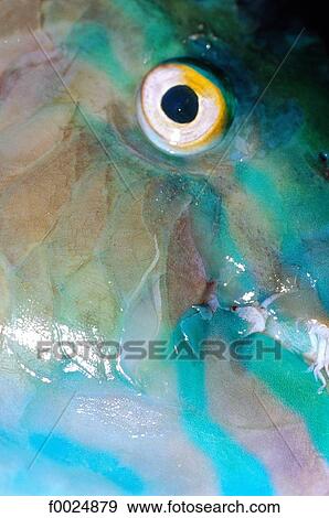 French Polynesia, Society Islands, Leeward Islands, Bora Bora, detail of a fish eye View Large Photo Image Stock Photo - French Polynesia, Society Islands, Leeward Islands, Bora Bora, detail of a fish eye. Fotosearch