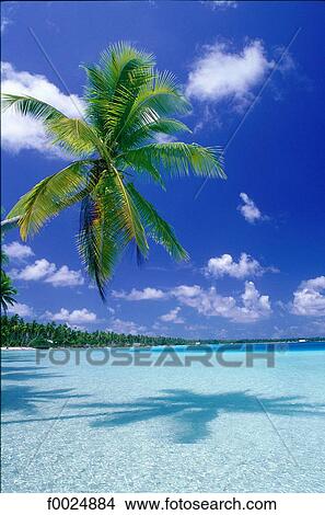 French Polynesia, Tuamotus archipelago, Takapoto, palm tree and lagoon View Large Photo Image Picture - French Polynesia, Tuamotus archipelago, Takapoto, palm tree and lagoon. Fotosearch