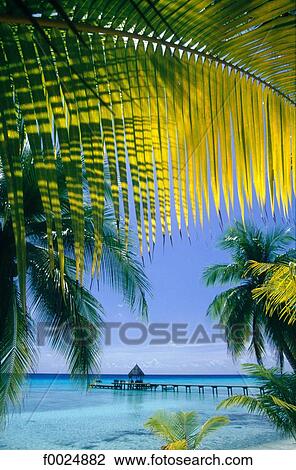French Polynesia, Tuamotus archipelago, Rangiroa, beach and palm tree View Large Photo Image Stock Image - French Polynesia, Tuamotus archipelago, Rangiroa, beach and palm tree. Fotosearch