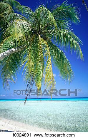 French Polynesia, Tuamotus archipelago, Rangiroa, beach and palm tree View Large Photo Image Stock Image - French Polynesia, Tuamotus archipelago, Rangiroa, beach and palm tree. Fotosearch