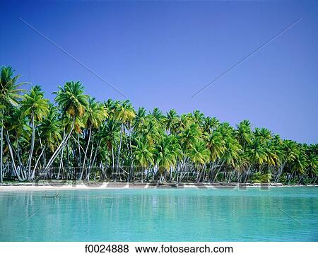 French Polynesia, Tuamotus archipelago, Takapoto, palm trees and lagoon View Large Photo Image Stock Photo - French Polynesia, Tuamotus archipelago, Takapoto, palm trees and lagoon. Fotosearch