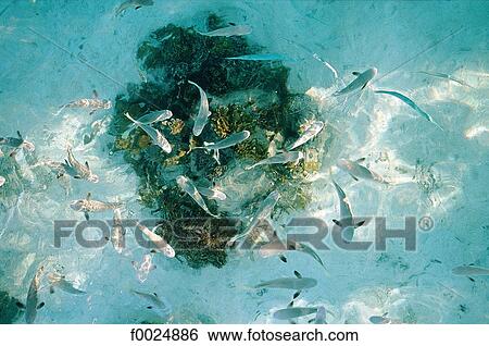 Stock Photograph - French Polynesia, Tuamotus archipelago, Rangiroa, fishes and coral. Fotosearch