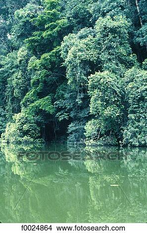 Gabon, river in the jungle View Large Photo Image Picture - Gabon, river in the jungle. Fotosearch