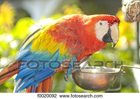 Stock Image - Guatemala, Chichicastenango, parrot. Fotosearch
