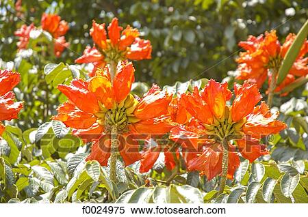 Stock Photography - Guatemala, near the lake Atitlan, flowers. Fotosearch