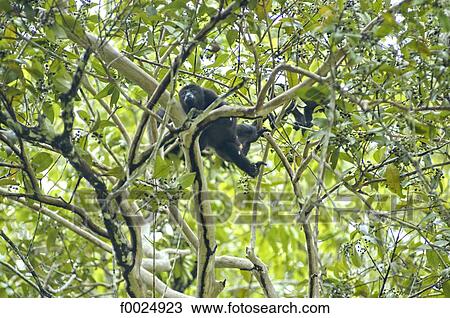 Stock Image - Guatemala, Tikal National Park, howler monkey. Fotosearch